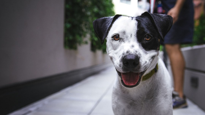 pet friendly apartments