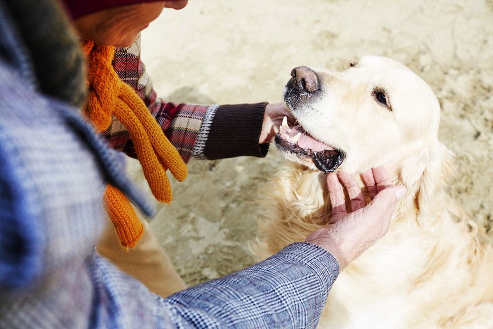 pet friendly student apartments